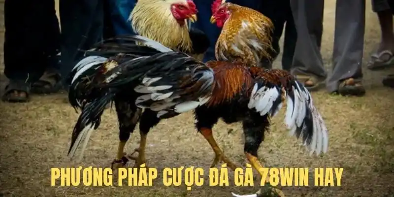 Phương pháp chơi đá gà 78Win hay