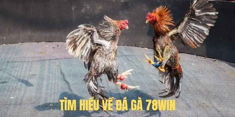 Tìm hiểu về trò cược đá gà tại 78Win